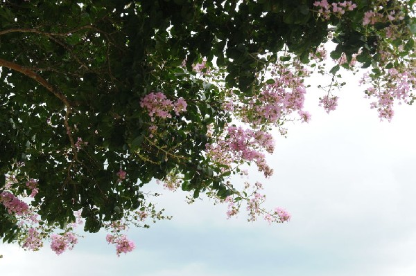 Texas Heatwave Car & Truck Show 2010 Day 1 - Travis County Expo Center,